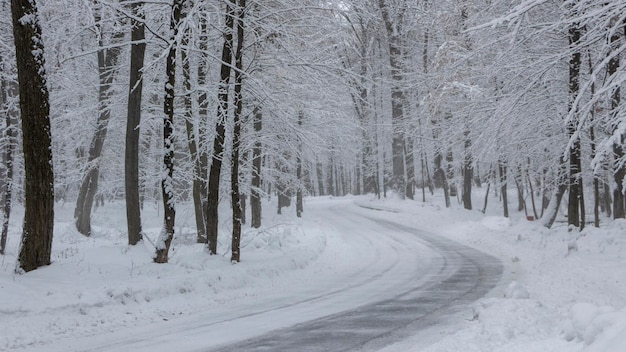 La route dans la forêt d'hiver et les arbres dans la neige sur un fond de jour nuageux