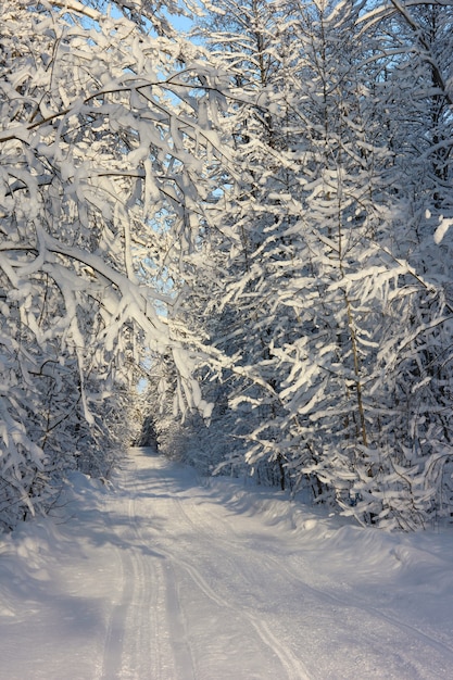 Route dans la forêt d'hiver sous la neige