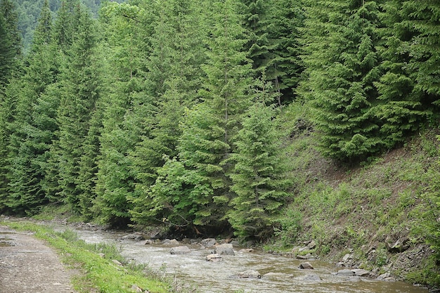 Route dans la forêt de montagne