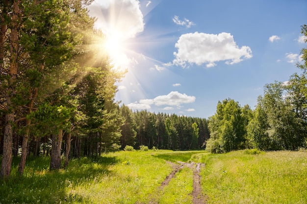 Route dans une forêt de pins aux beaux jours. Beau paysage d'été