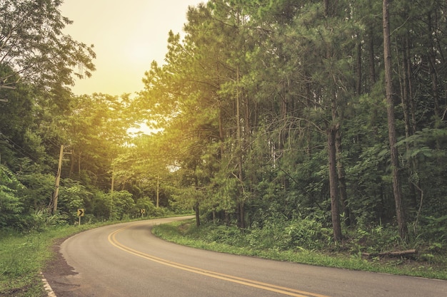 Route dans la forêt de pins