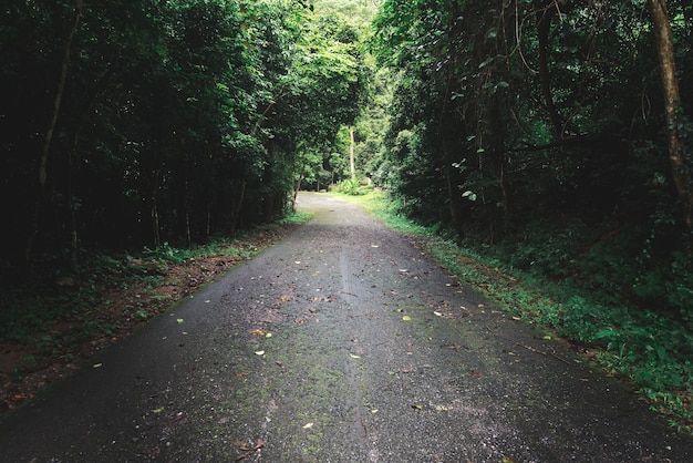 La route dans la forêt avec le thème fané