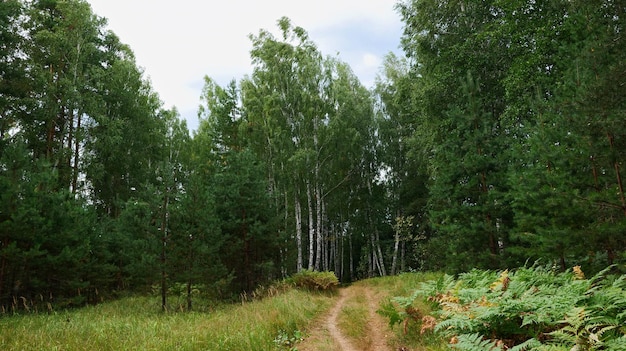 Route dans la forêt verte avec des bouleaux et des pins.