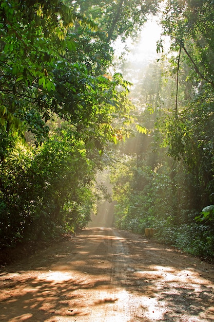 Route dans la forêt verte avec la lumière du soleil le matin