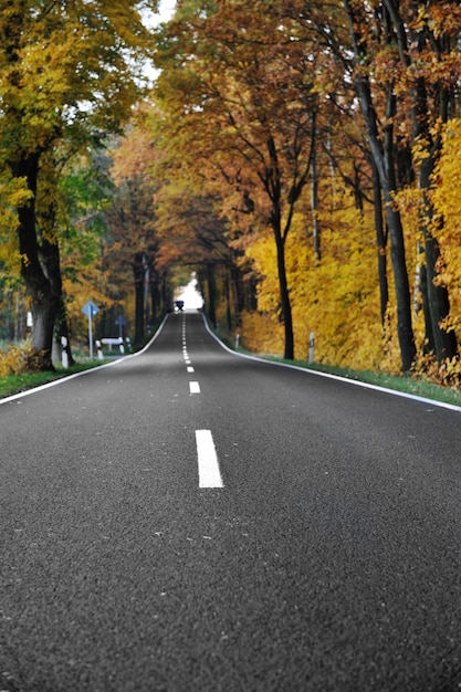 Route dans la forêt