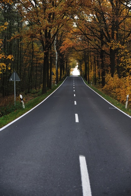 Route dans la forêt