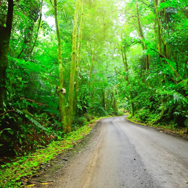 La route dans la jungle