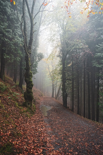 route dans la montagne en saison d'automne, feuilles d'automne et couleurs d'automne.