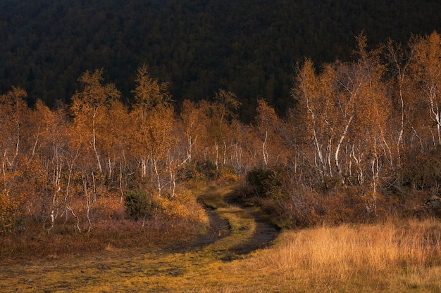 Route dans les montagnes parmi les bouleaux nains pendant l'automne doré dans le nord