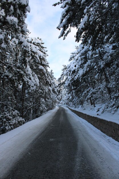 Une route dans la neige avec les arbres sur le côté