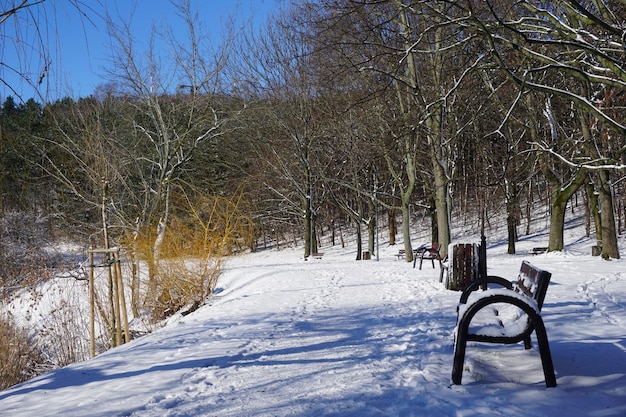 Route dans le parc en hiver