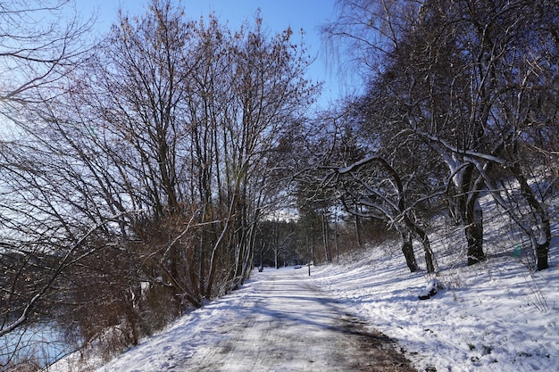 Route dans le parc en hiver