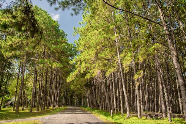 Route dans la pinède