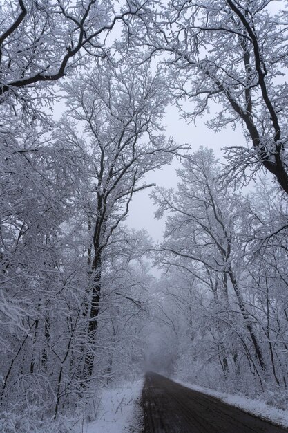 Route dans la scène de neige de l'heure d'hiver de la forêt