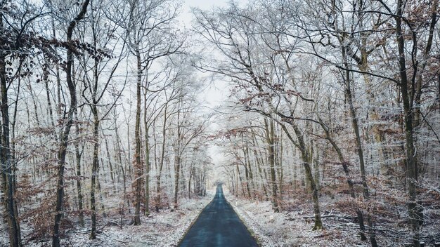 Photo une route droite à travers la forêt d'hiver