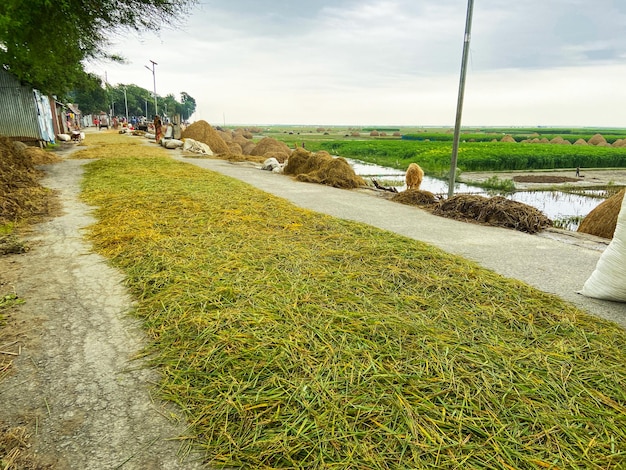 Une route avec du riz dessus et un champ vert en arrière-plan