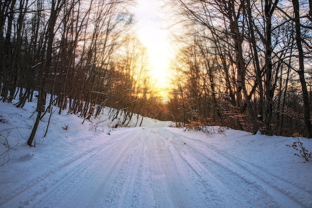 Route enneigée avec des arbres