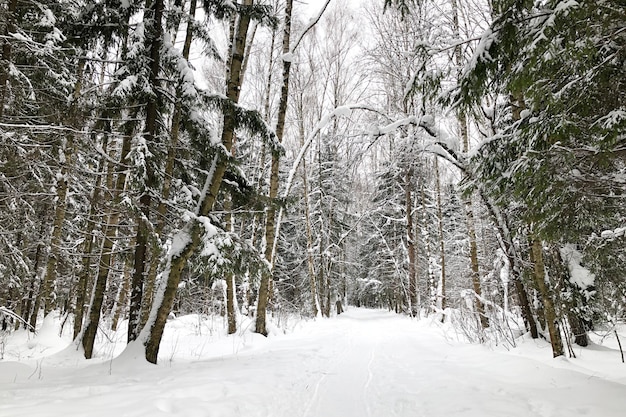 Photo route enneigée dans la forêt d'hiver