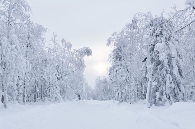 Route enneigée d'hiver parmi les arbres gelés dans un paysage givré