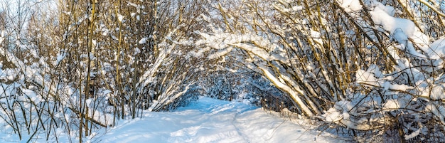 Une route enneigée qui s'enfonce dans un tunnel d'arbres courbés sous la neige. région de Léningrad.