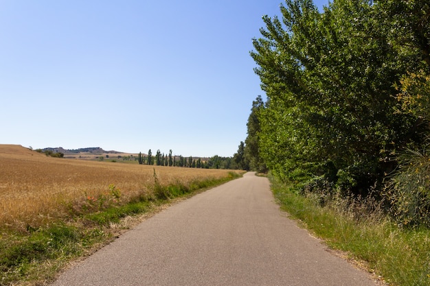 Route entourée de champs de cultures céréalières.