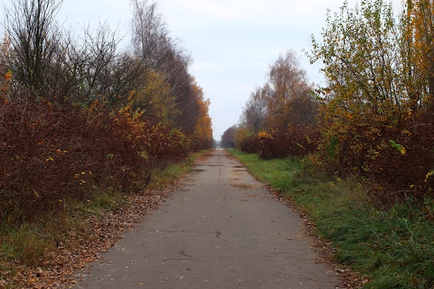 La route entre les arbres à l'automne