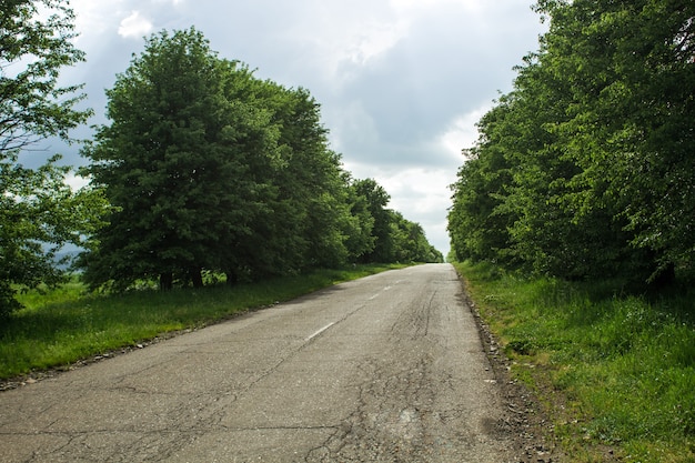 La route entre les arbres