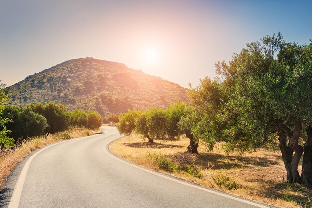 Route entre les montagnes et les bosquets d'oliviers. Beau paysage d'été. Elounda, Crète, Grèce