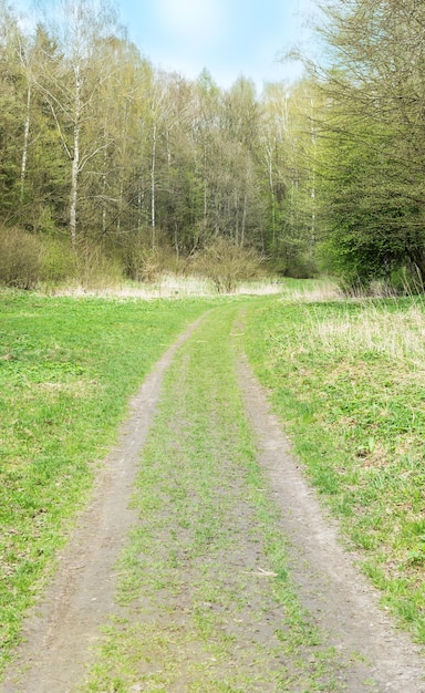 La route est dans la forêt