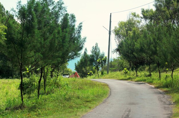 La route est entourée de sapins