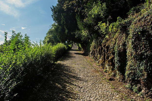 La route est pavée de pavés le long des fourrés