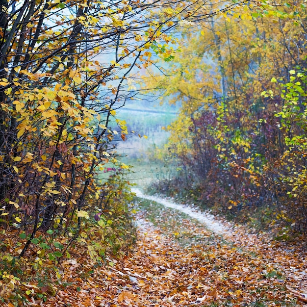 La route est à la périphérie de la forêt d'automne