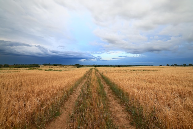 route d'été sur le terrain paysage nature prairie