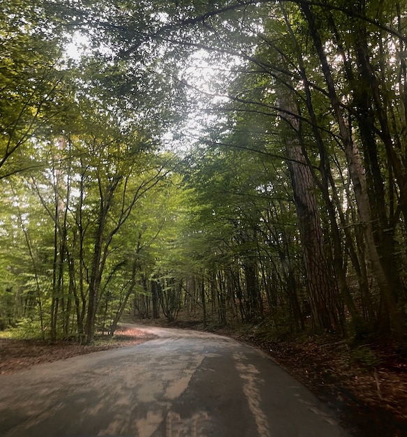 Une route étroite qui traverse une forêt jusqu'au sommet de la montagne. soleil à travers les arbres