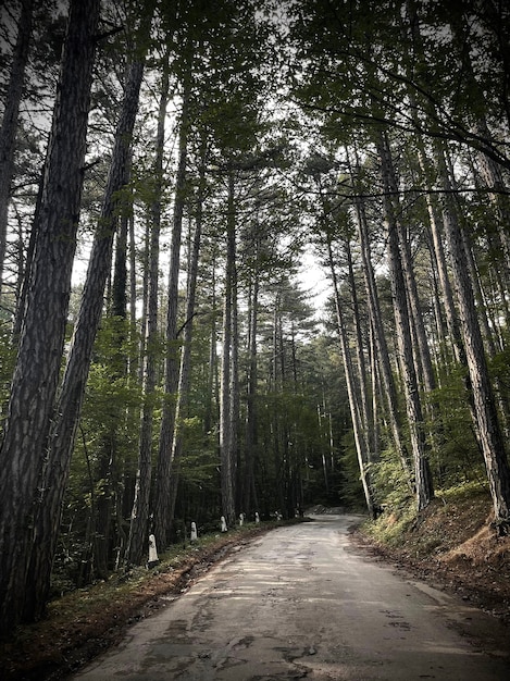 Une route étroite qui traverse une forêt jusqu'au sommet de la montagne. soleil à travers les arbres