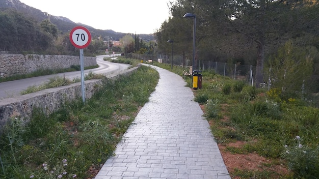 Une route étroite et vide le long des arbres.