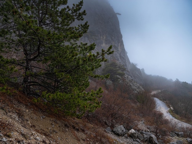 La route forestière d'automne du matin dans le brouillard