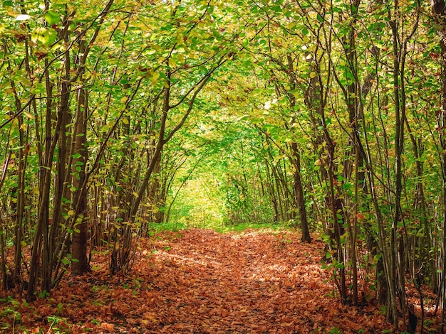 Route forestière d'automne sous la voûte des arbres fermant le ciel.