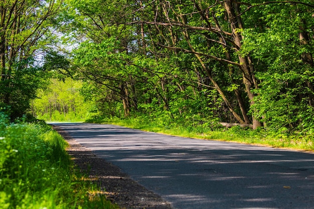 Route forestière en bordure de ville