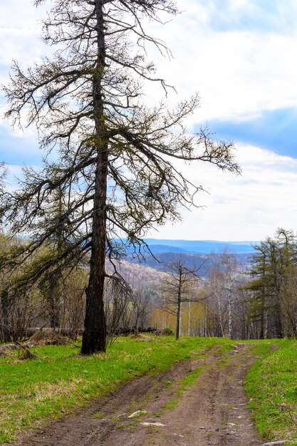 Route forestière du sud de l'Oural avec une végétation paysagère unique et une diversité de la nature