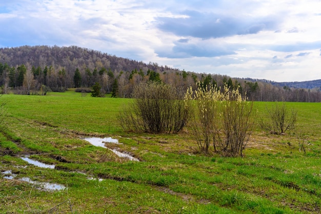 Route forestière du sud de l'Oural avec une végétation paysagère unique et une diversité de la nature