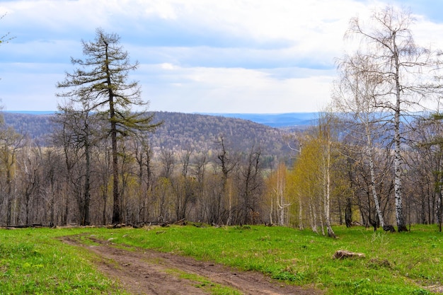 Route forestière du sud de l'Oural avec une végétation paysagère unique et une diversité de la nature