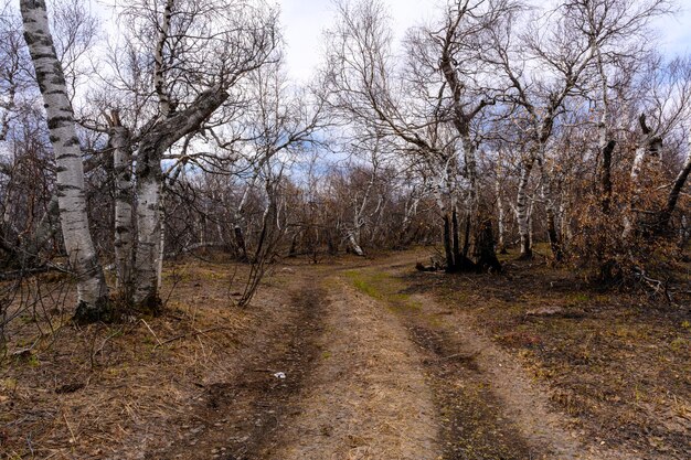 Route forestière du sud de l'Oural avec une végétation paysagère unique et une diversité de la nature