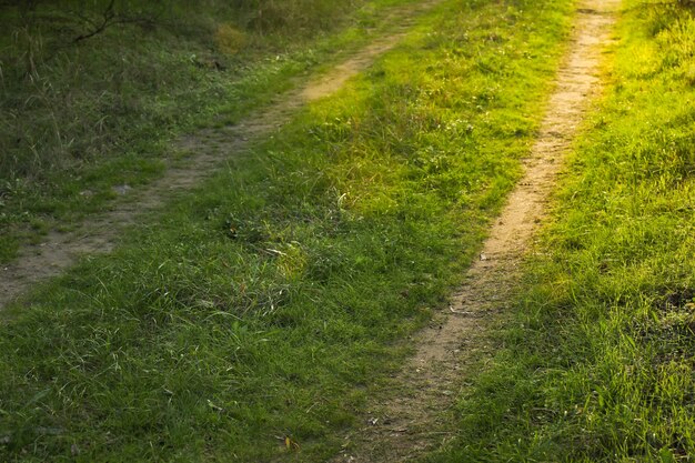 Route forestière avec de l'herbe verte et des rayons du soleil