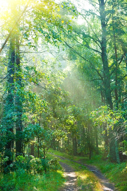 Route forestière le matin