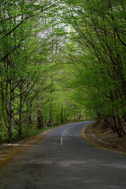 Route forestière