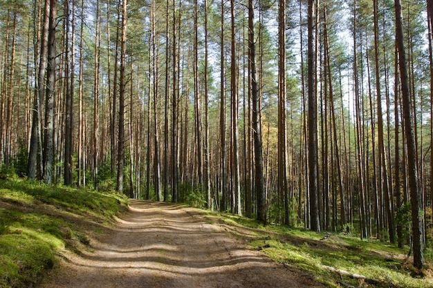 Route forestière