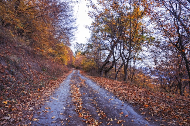 Route de la forêt d&#39;automne