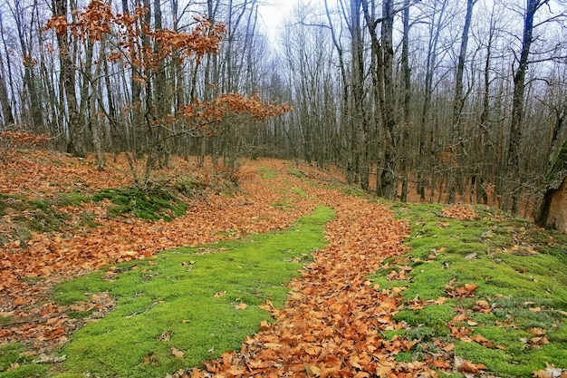 Route en forêt d'automne
