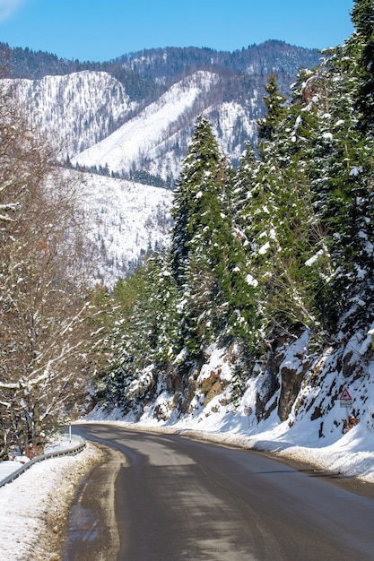 Route en forêt dans les montagnes du Caucase. neige d'hiver et pins